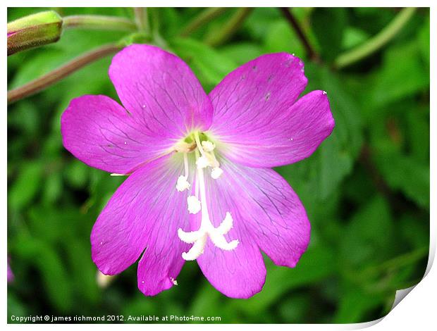 Great Hairy Willowherb Print by james richmond