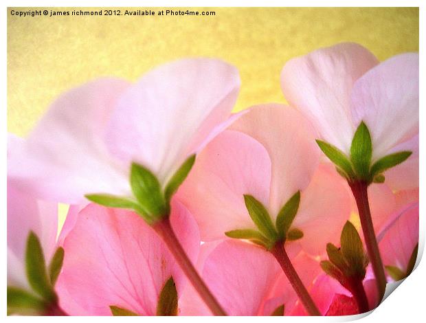 Pink and White Geranium Print by james richmond