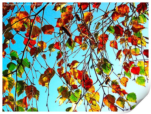 Autumn Leaves Print by james richmond