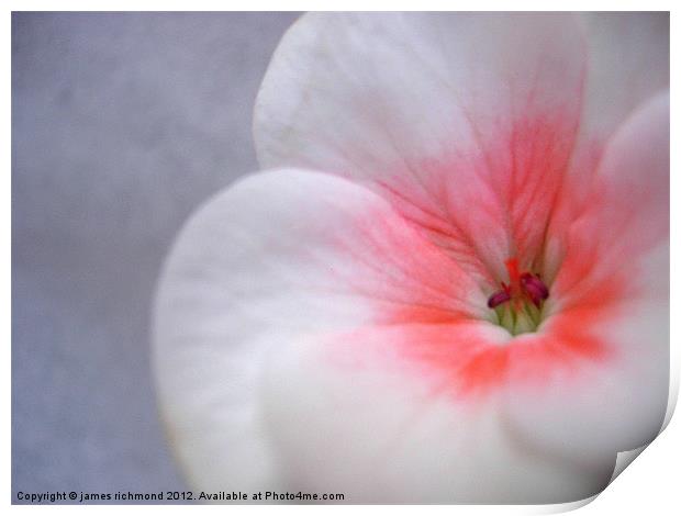 White Geranium Flower - 1 Print by james richmond