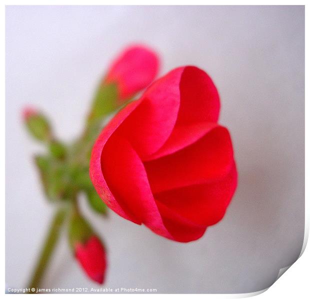 Red Geranium Flower - 2 Print by james richmond