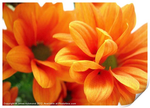 Orange Chrysanthemums Print by james richmond