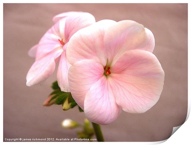Pink Pair - Geranium Print by james richmond