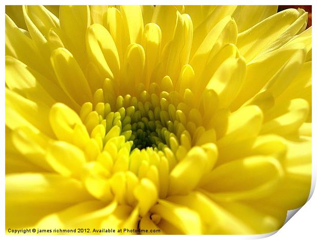Yellow Chrysanthemum Print by james richmond