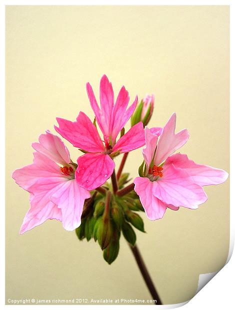 Pelargonium - Pink Print by james richmond
