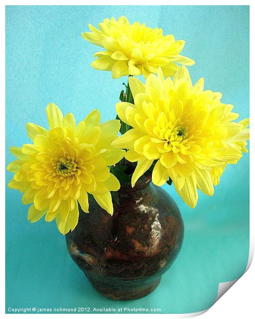 Yellow Chrysanthemum Print by james richmond