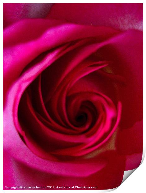 Magenta Red Rose Print by james richmond