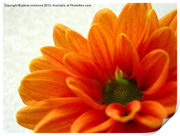 Orange Petals Print by james richmond