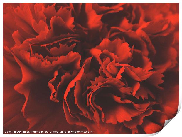 Red Ruffle - Carnation Print by james richmond