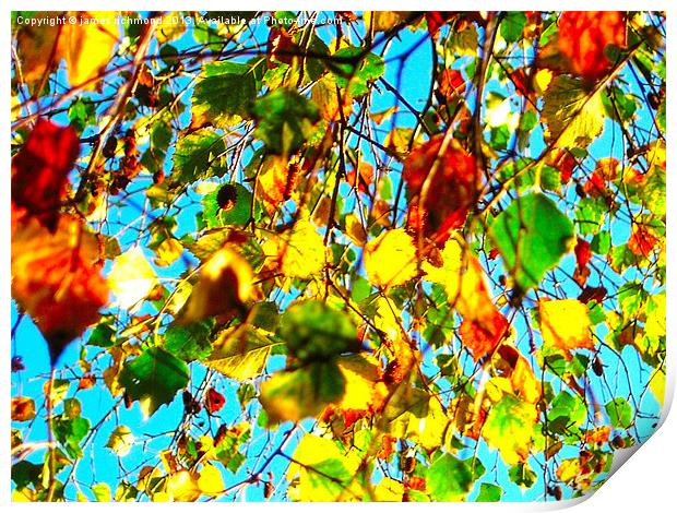 Leaves in Autumn Print by james richmond