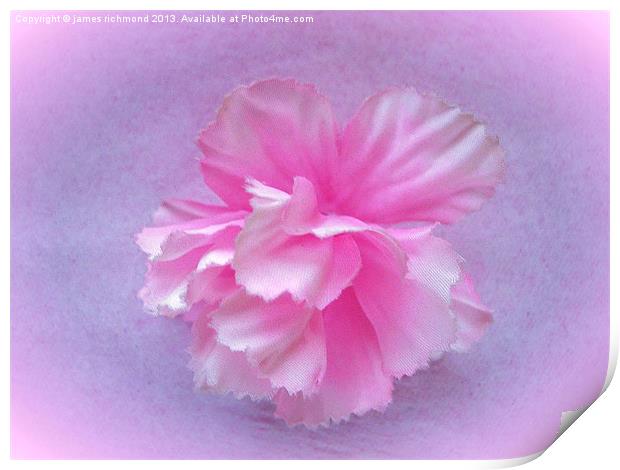 Carnation - Imitation Print by james richmond