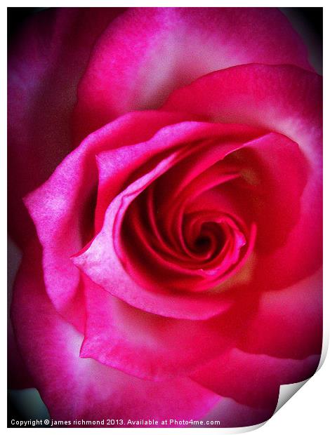 Rose Grandiflora Print by james richmond