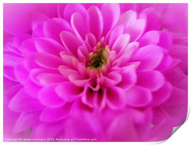 Pink Chrysanthemum Print by james richmond