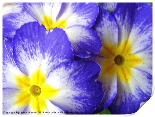 Polyanthus Print by james richmond