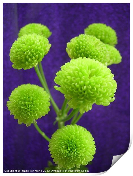 Chrysanthemum Green Button Pompons Print by james richmond