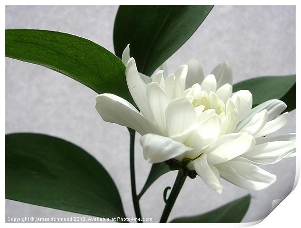 White Flower with Leaf Print by james richmond