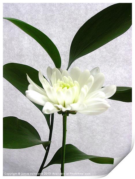 White Flower with Leaf - 2 Print by james richmond