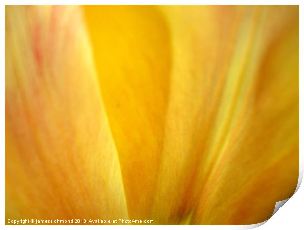 Golden Tulip Petal Print by james richmond