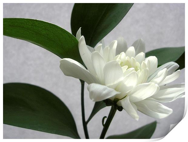 White Chrysanthemum Print by james richmond