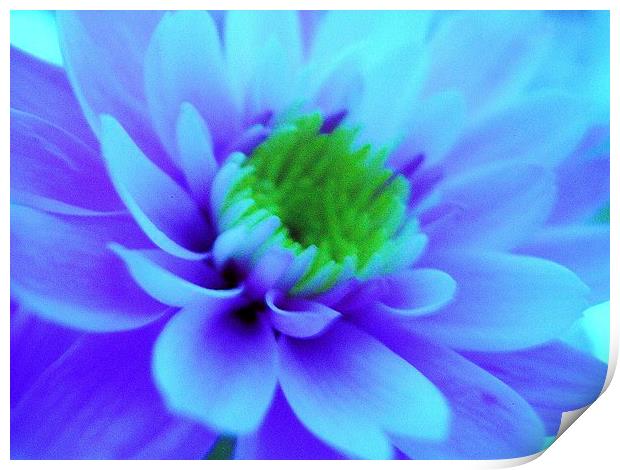 Blue Chrysanthemum Print by james richmond