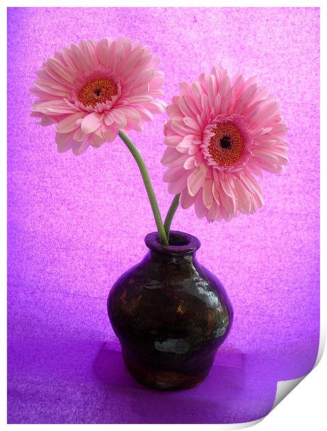 Two Pink Gerbera Print by james richmond