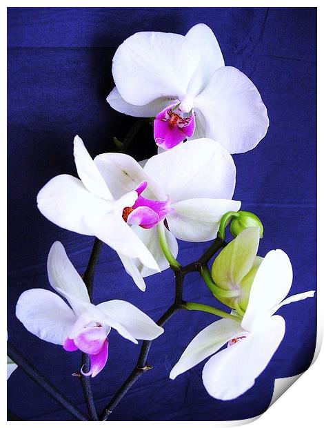 White Orchid Print by james richmond