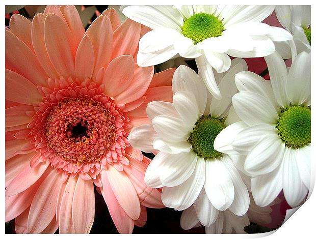 Gerbera and Daisies Print by james richmond