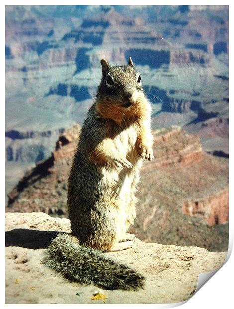 Grand Canyon Squirrel Print by james richmond