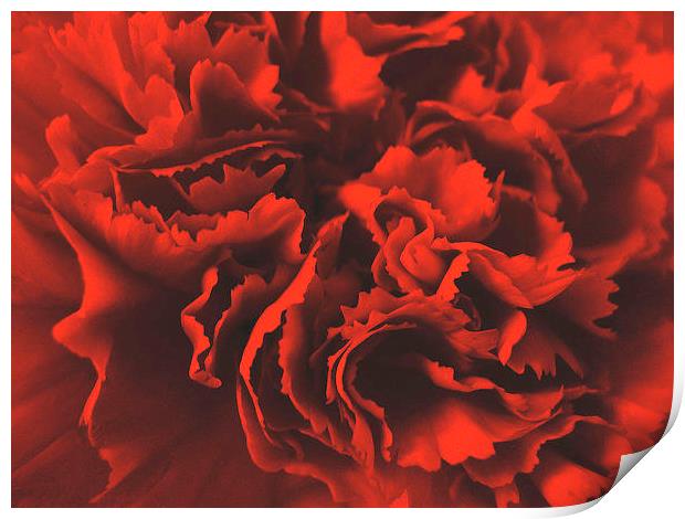 Red Carnation Print by james richmond
