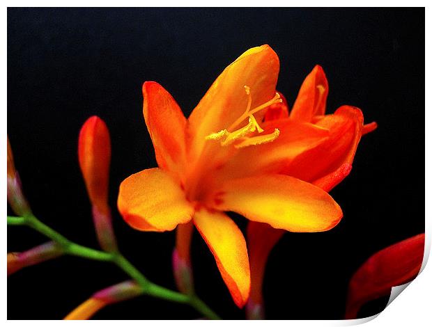 Exotic Orange Flower Print by james richmond