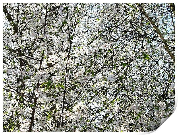 Spring Blossom Print by james richmond