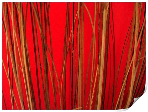 Cane on Red Print by james richmond