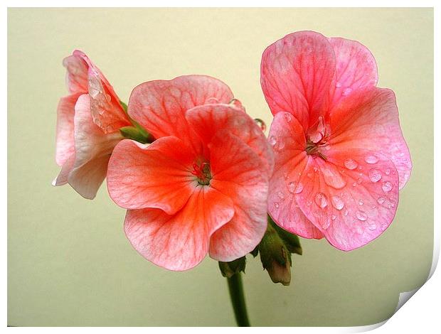 Pink Geranium and Raindrops Print by james richmond