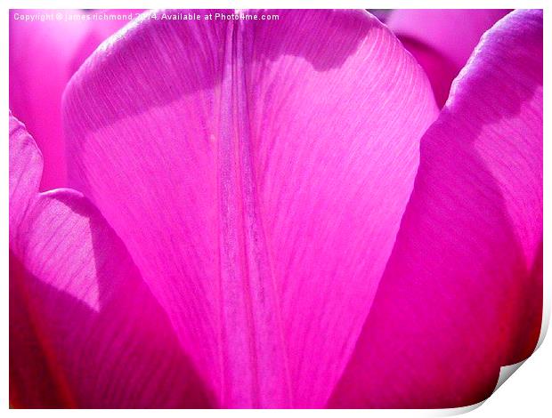  Purple Petals - Tulip Print by james richmond