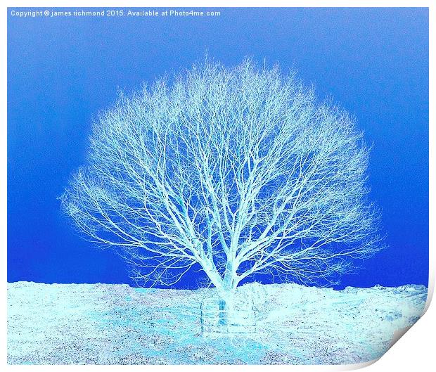  Tree in Winter Print by james richmond