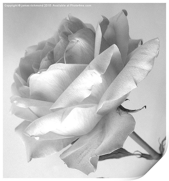  Tea Rose in monochrome Print by james richmond