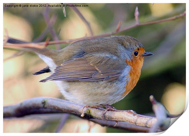 Robin Print by jane dickie