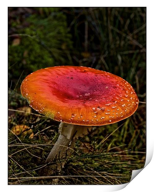  Fly Agaric mushroom Print by jane dickie