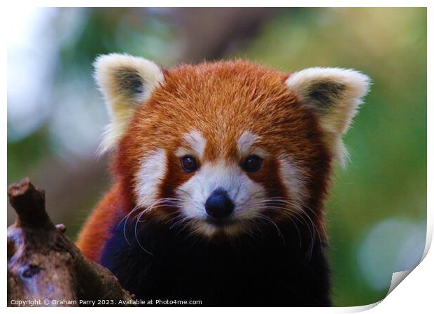 Red Panda's Intimate Foraging Display Print by Graham Parry