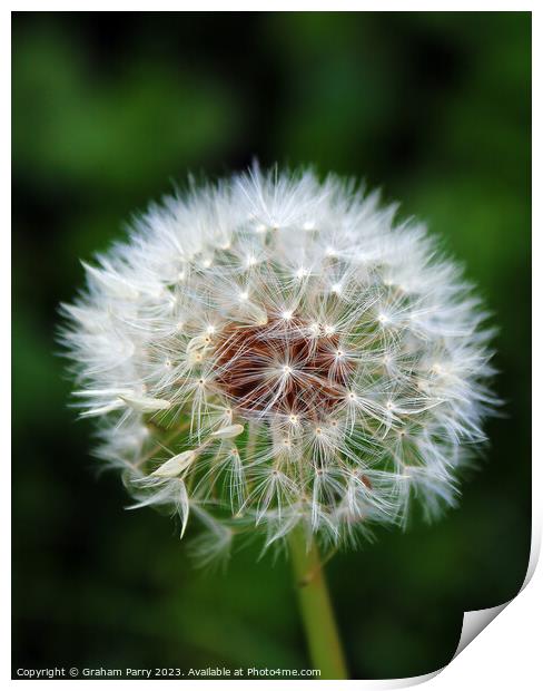 Dandelion's Whispering Seed Heads Print by Graham Parry