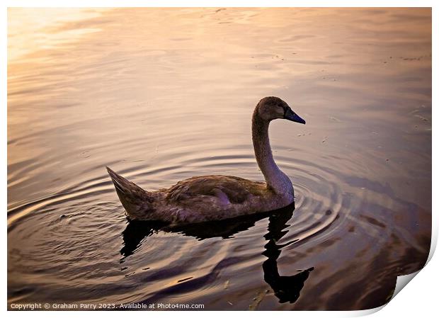 Serenity Embodied: Swan's Lake Soiree Print by Graham Parry