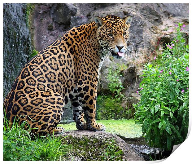 Spirit of the Jaguar Unleashed Print by Graham Parry