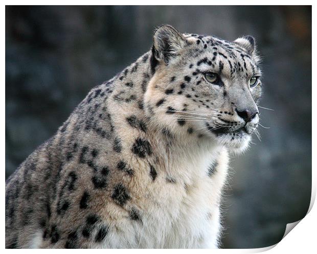 The Elusive Snow Leopard Unveiled Print by Graham Parry