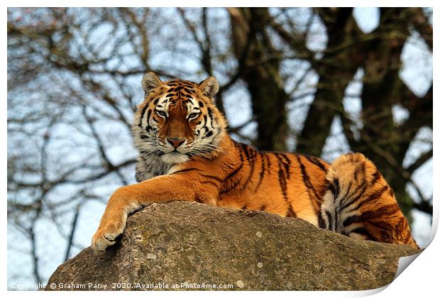 Amur Tiger's Prowess on Stone Print by Graham Parry