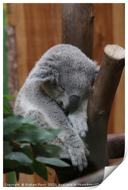 Slumbering Queensland Koala in Edinburgh Print by Graham Parry