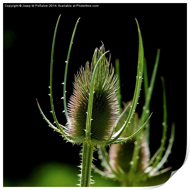 detail of thistle Print by Josep M Peñalver