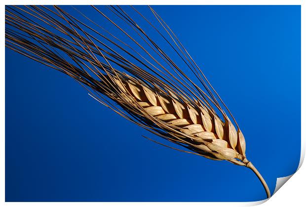 Tenons of wheat over blue background Print by Josep M Peñalver