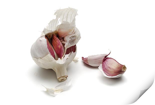 Garlic, alium sativum Print by Josep M Peñalver