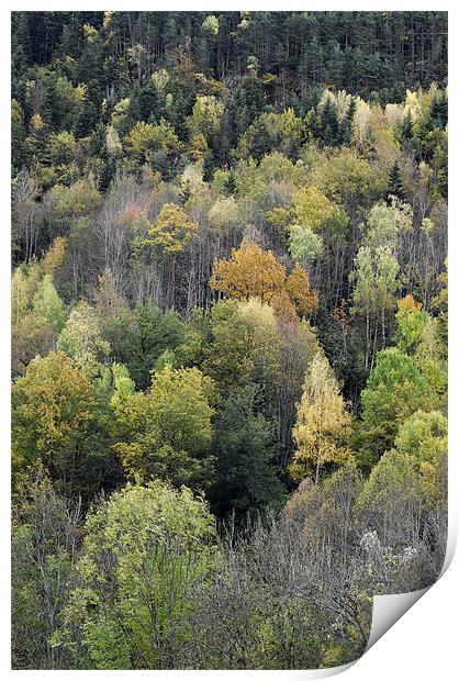 Forest in autumn Print by Josep M Peñalver
