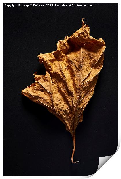 Autum Leaves Print by Josep M Peñalver